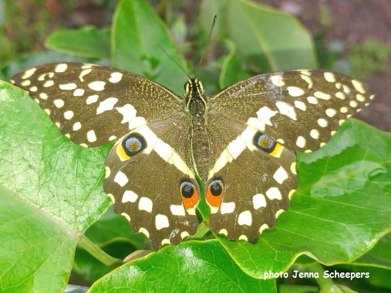 Fish Hoek Garden Club-Incredible Insects