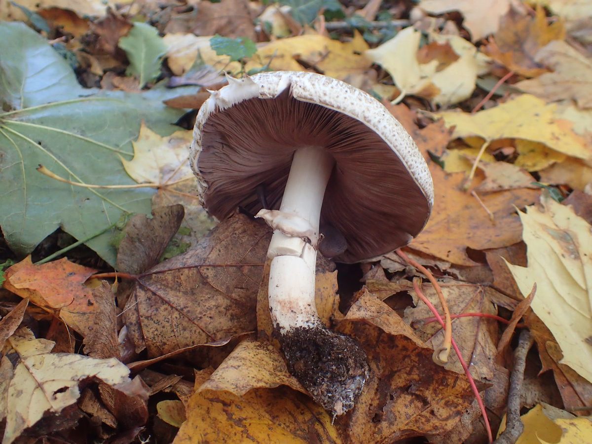 Fungus foray at Sennowe Park