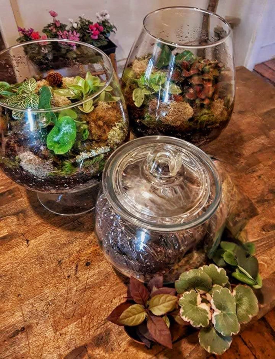 Terrarium Workshop