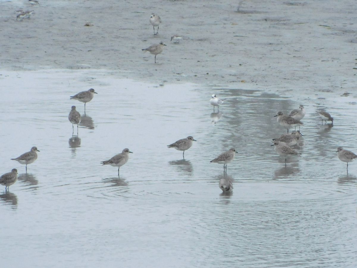 Speak for the San Diego River Mouth