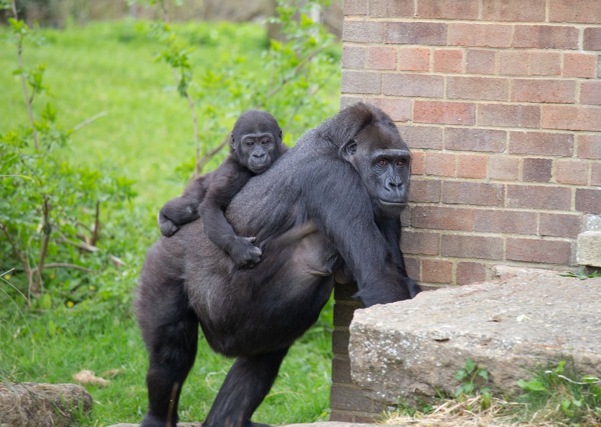 Get ready for our gorillas! A talk at Bristol Zoo Project