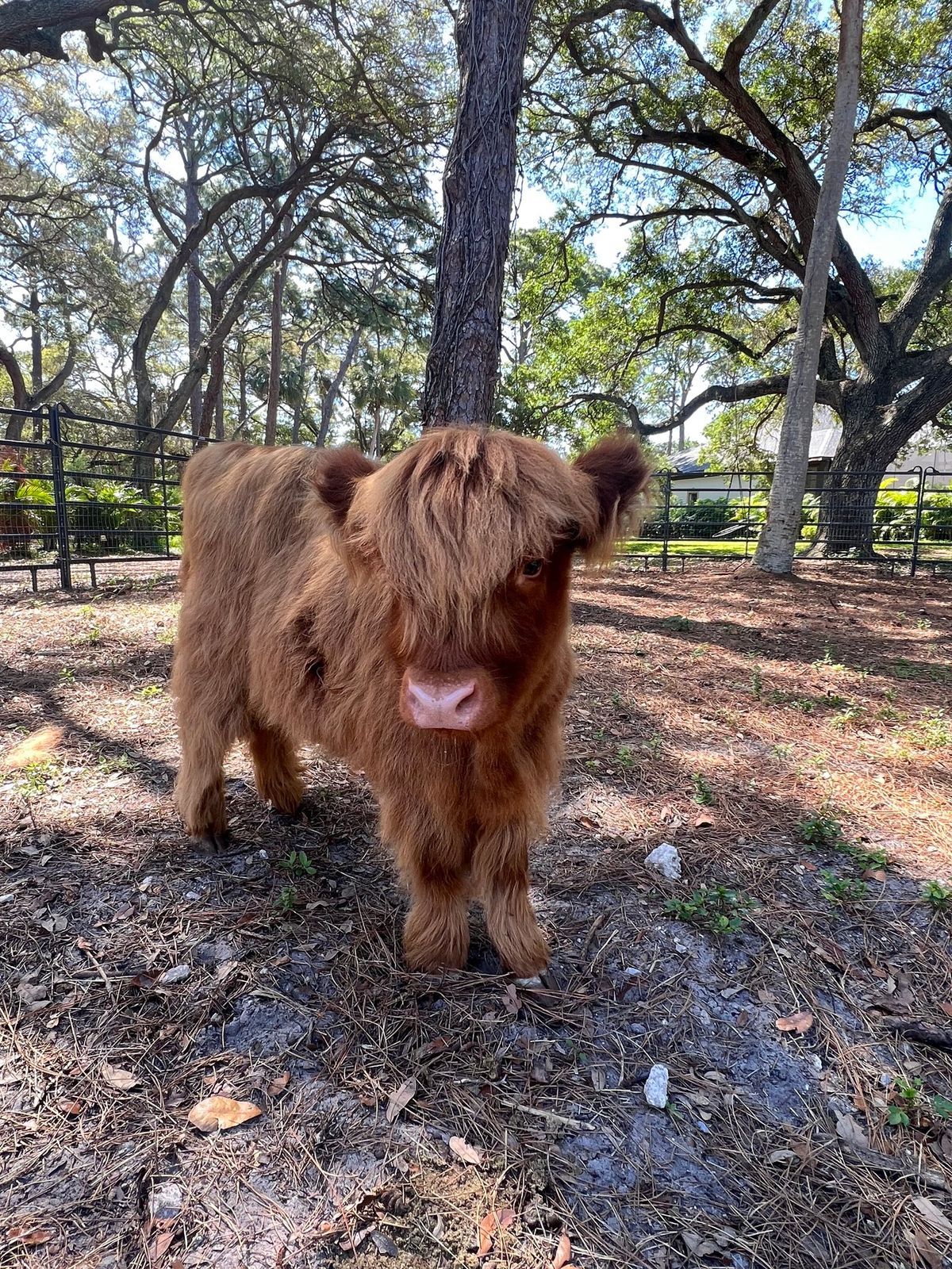 Mini Fluffy Cow Experience @ DeCosmo Italian Market