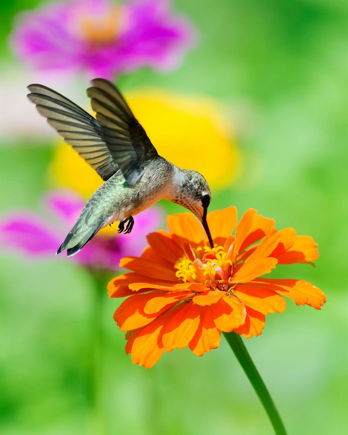 Hummingbird Habitats
