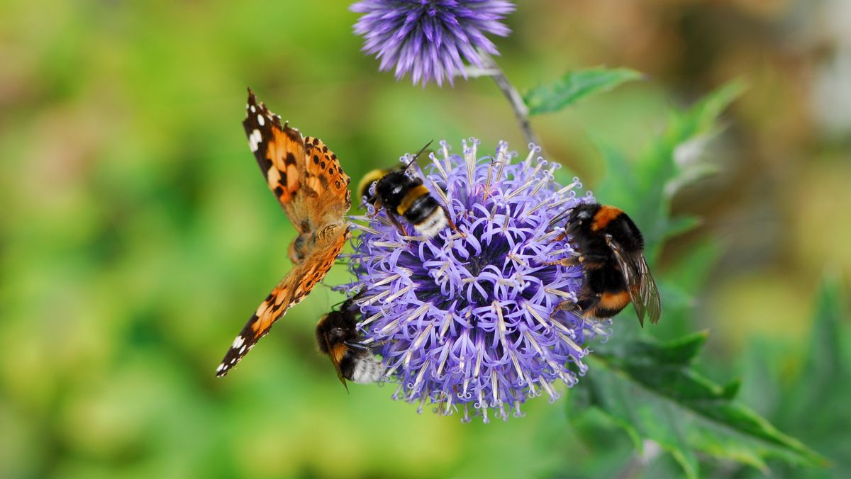 What's the Buzz About Pollinators?