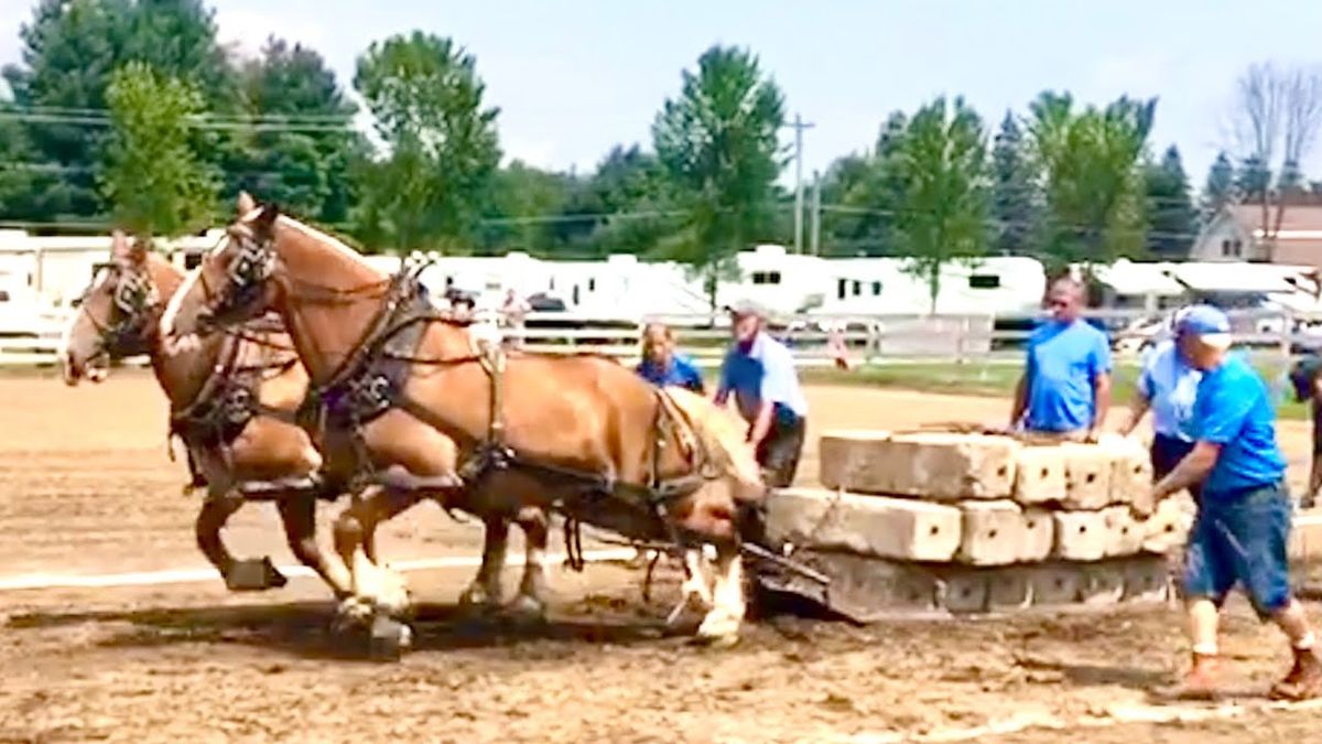 Draft Horse Pull