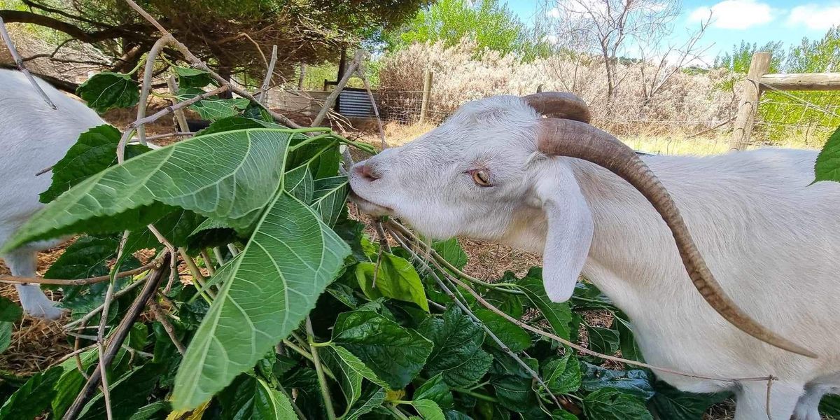 Guided farm tour at Fair Harvest Permaculture