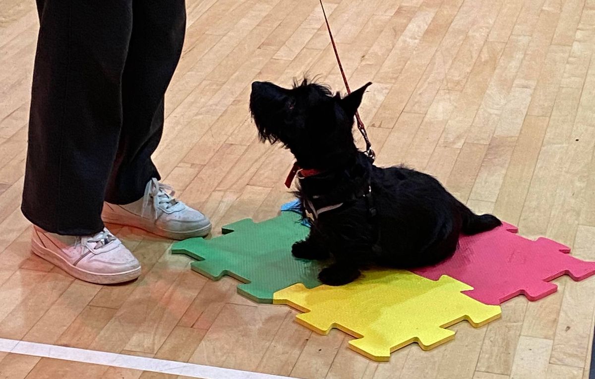 Puppy Socialisation and Life Skills Class