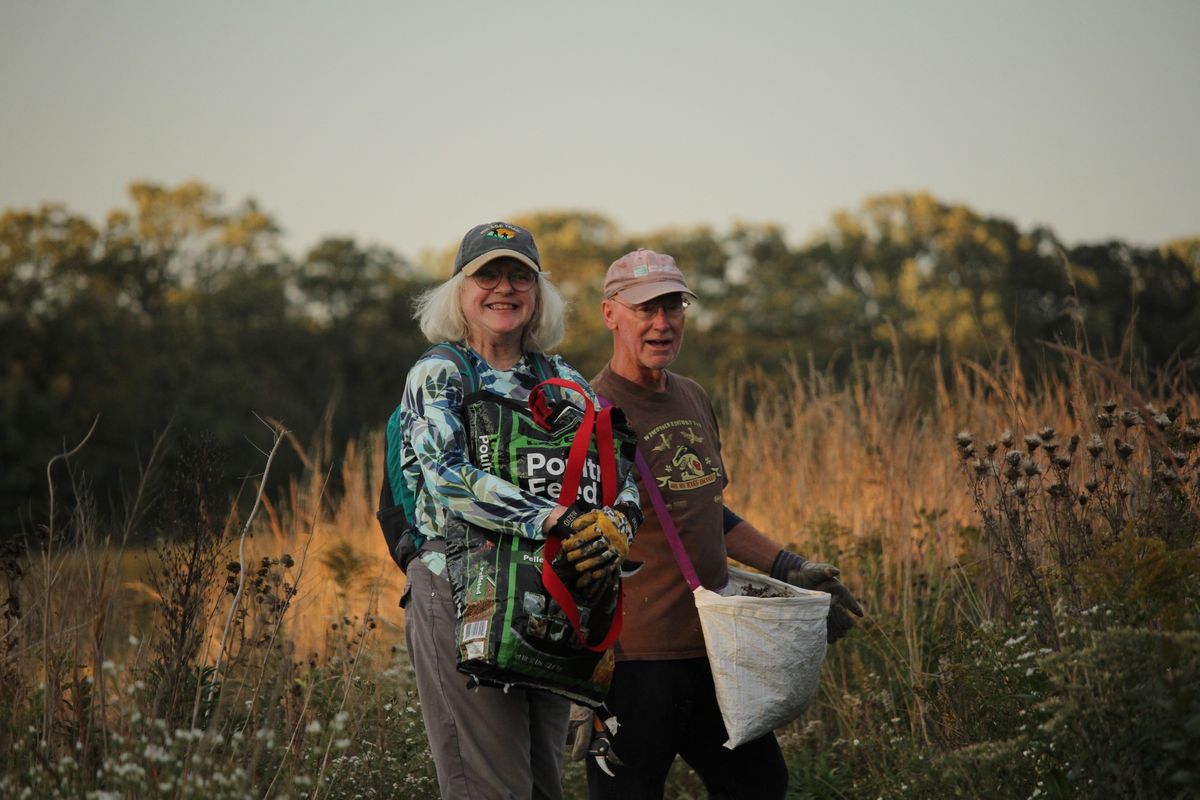 Seed Collecting at Westport Prairie (September)