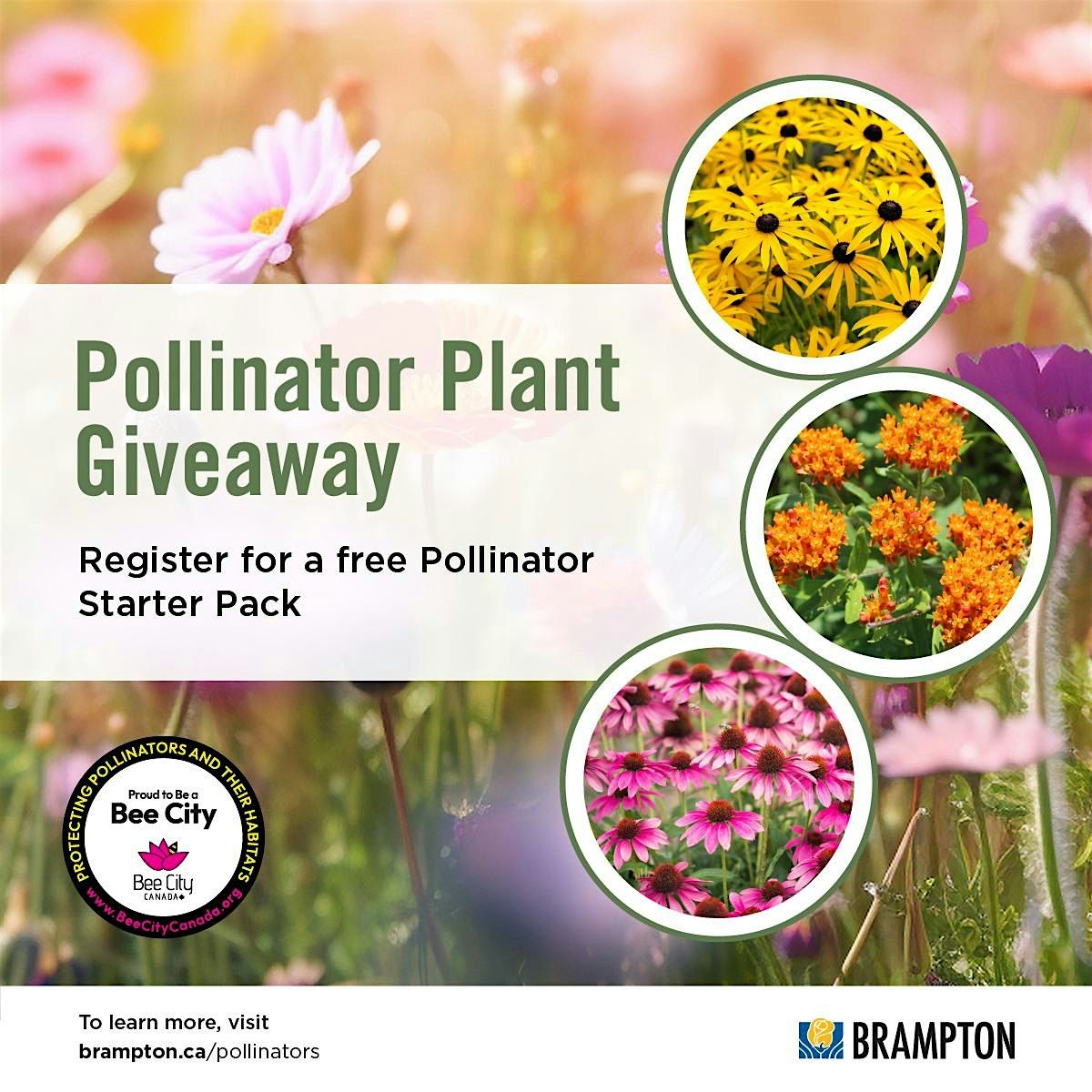 Brampton Residential Pollinator Plant Giveaway
