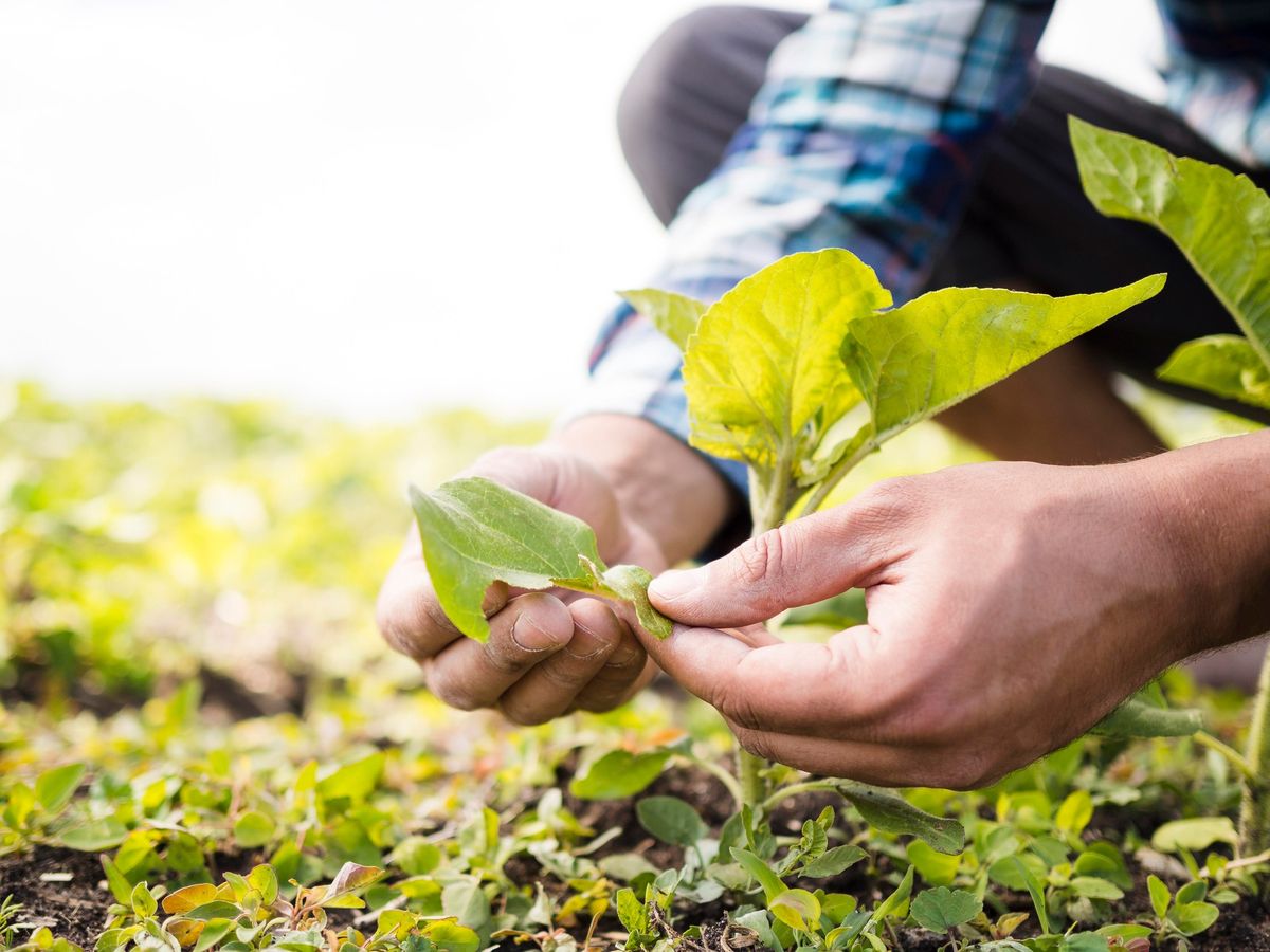 Winter Library Series: Healthy Farming