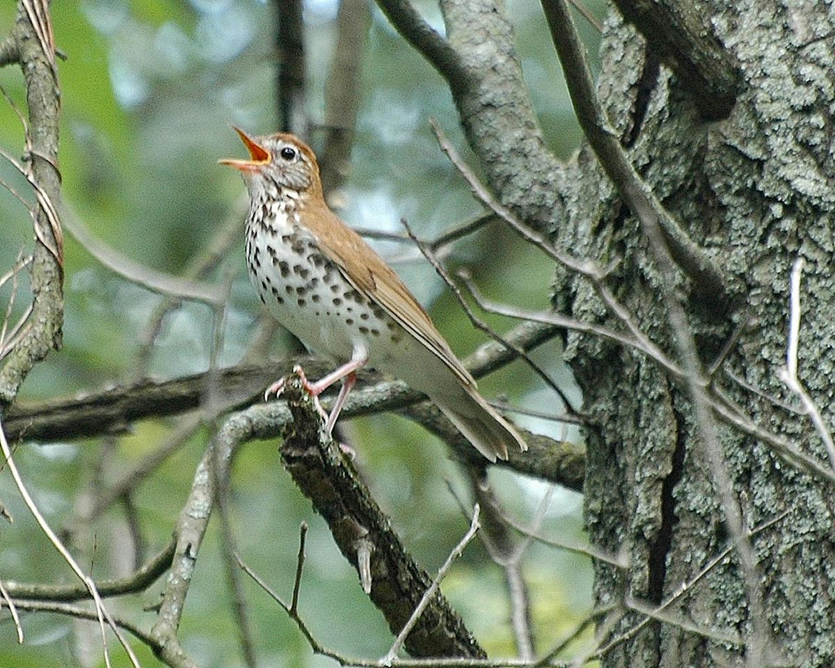 October Fall Migration Bird Walk