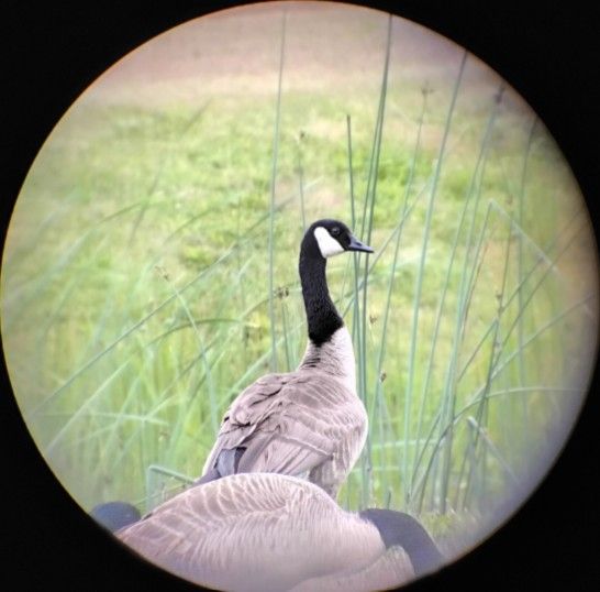 Urban Birding: Downtown Tour