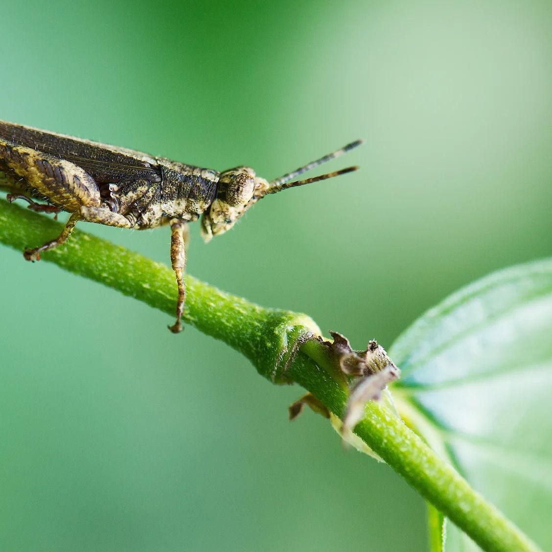 Edible Insects Enrichment Hour