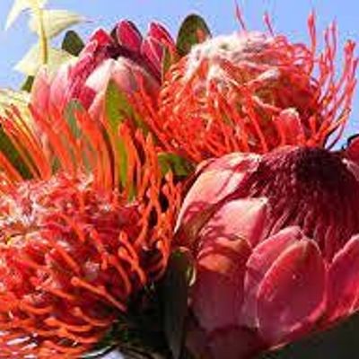 South Africa from Afar: A Writers' Collective