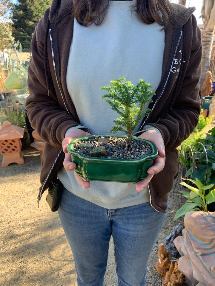 Bonsai for Beginners The Secret Garden, Elk Grove, 15 April 2023