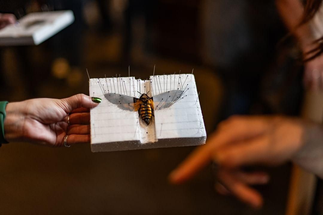 CLASS - THE ART OF ENTOMOLOGY - DEATH\u2019S HEAD HAWKMOTH PINNING