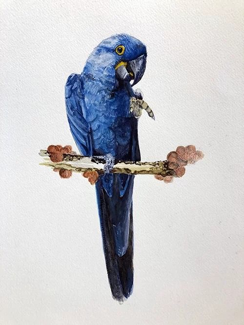 Workshop: Aquarel vogels schilderen (fotorealistisch)