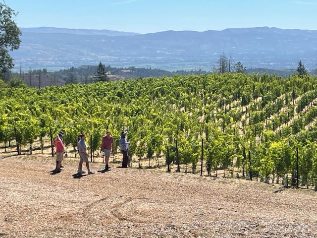 Morning Vineyard Walk and Tasting