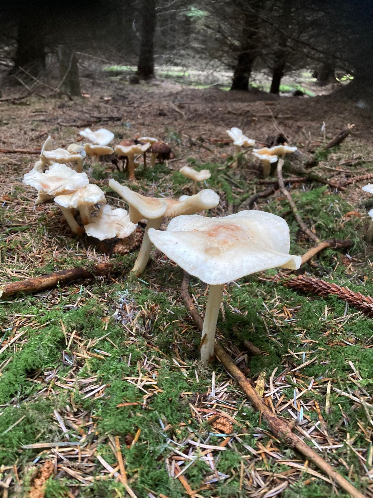 UK Fungus Day