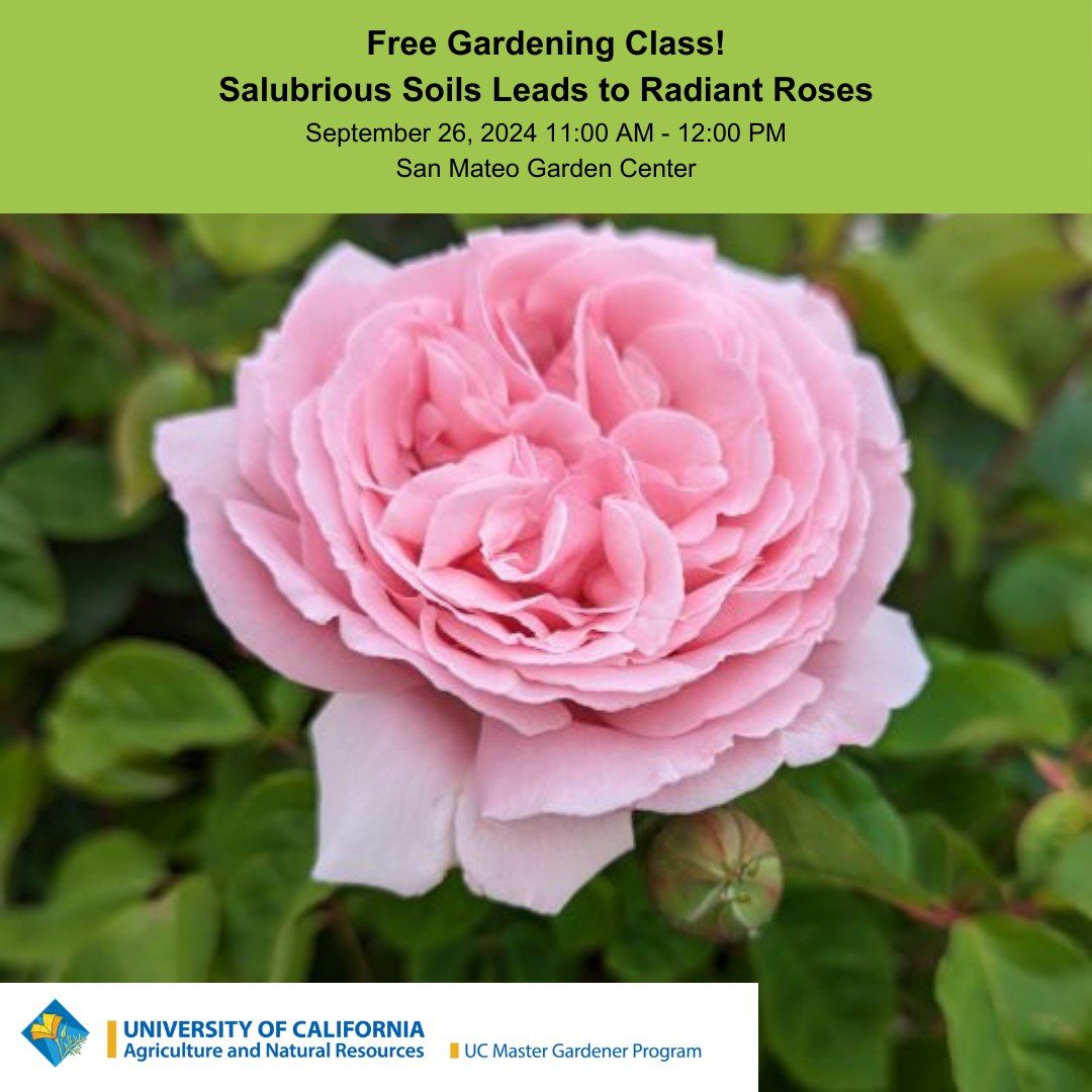 Salubrious Soils Leads to Radiant Roses