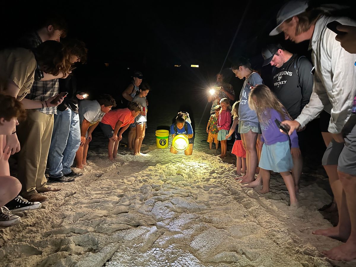 Ghost Crab Hunt