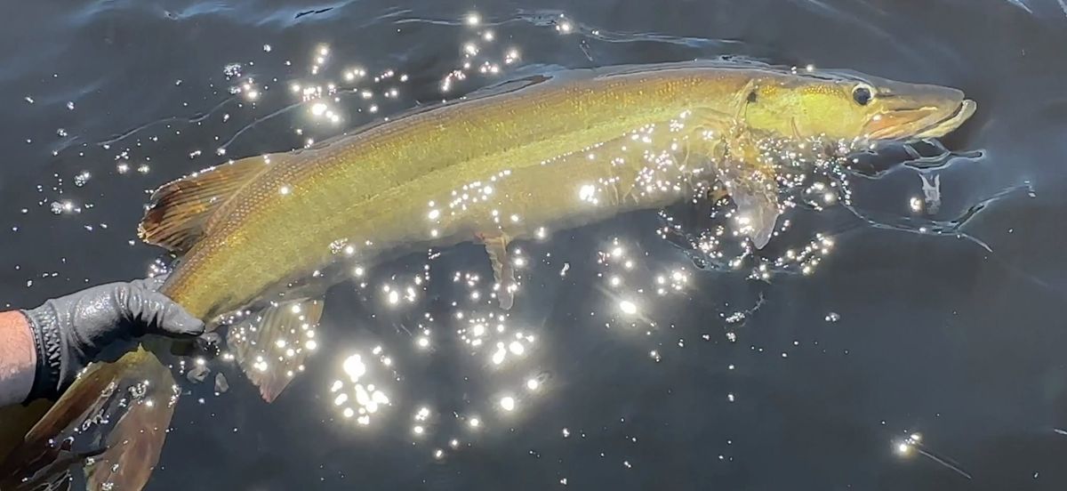 Nicolet College Musky Seminar