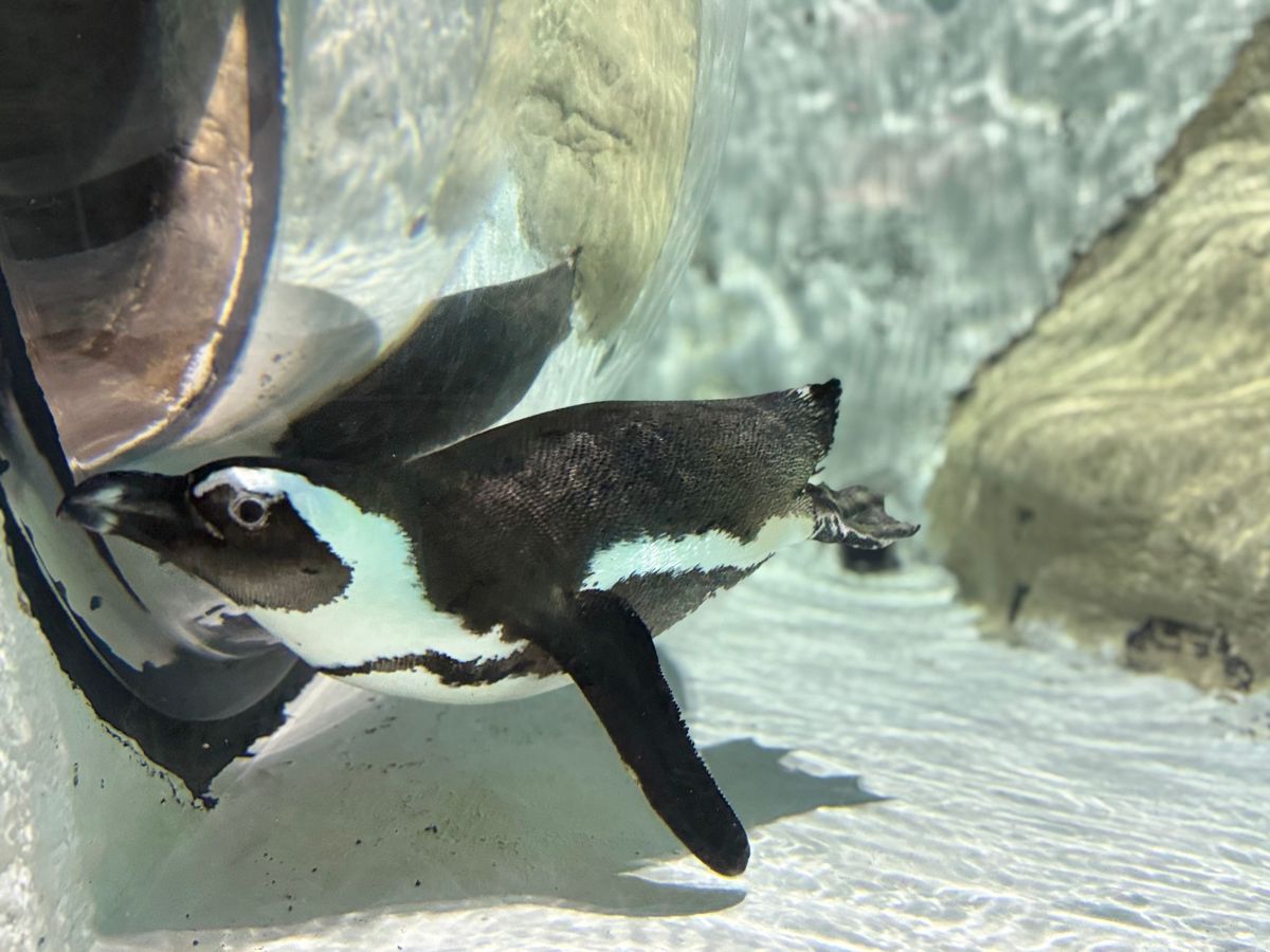 World Penguin Day