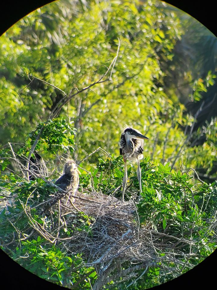 The Importance of Native Plants in the Local Ecosystem, Collaboratory