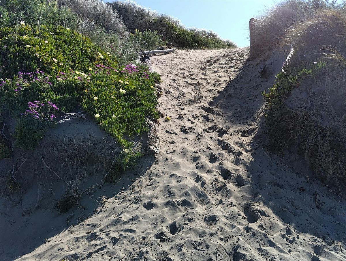 A walk in the sand: come to share, come to learn