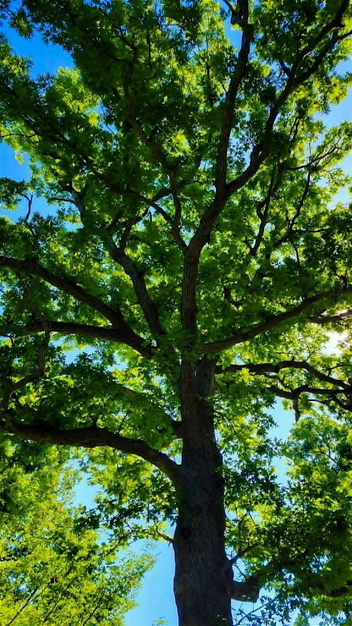 Des Moines Mushroom Festival 2026 - Forest Bathing with Lindsey Page
