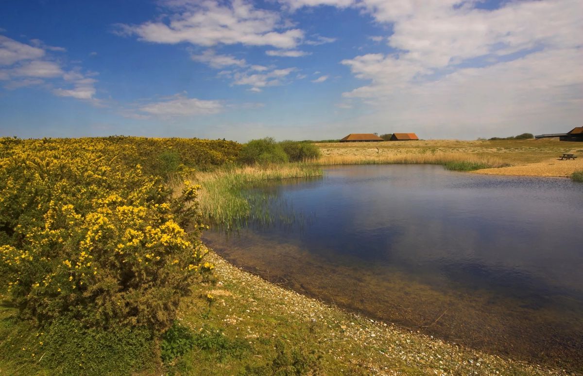 RSPB Dungeness (field trip)