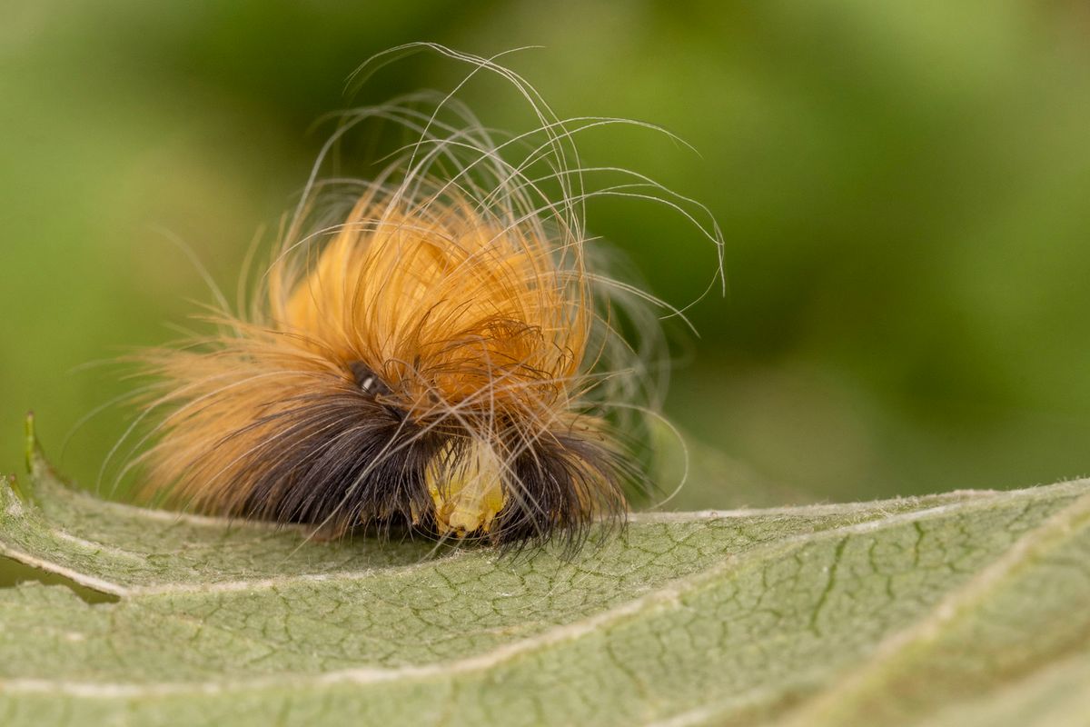 Make Midterm Matter BioBlitz