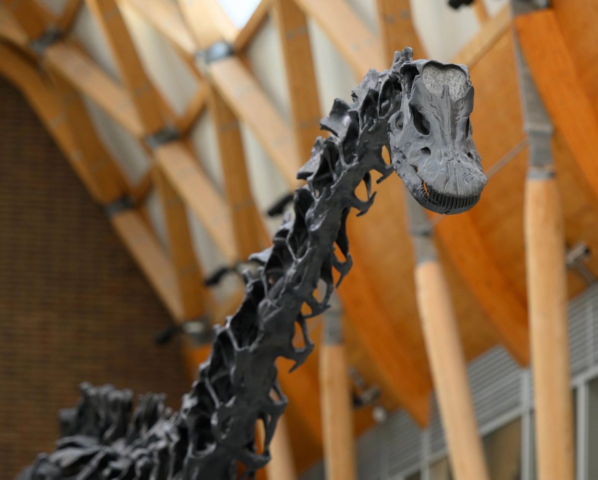 Visit to See Dippy the Dinosaur 