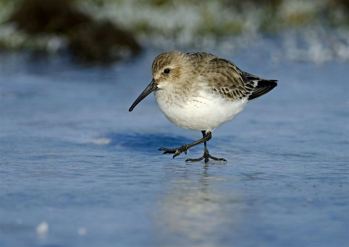 Winter Wildlife Walk at Lunt Meadows