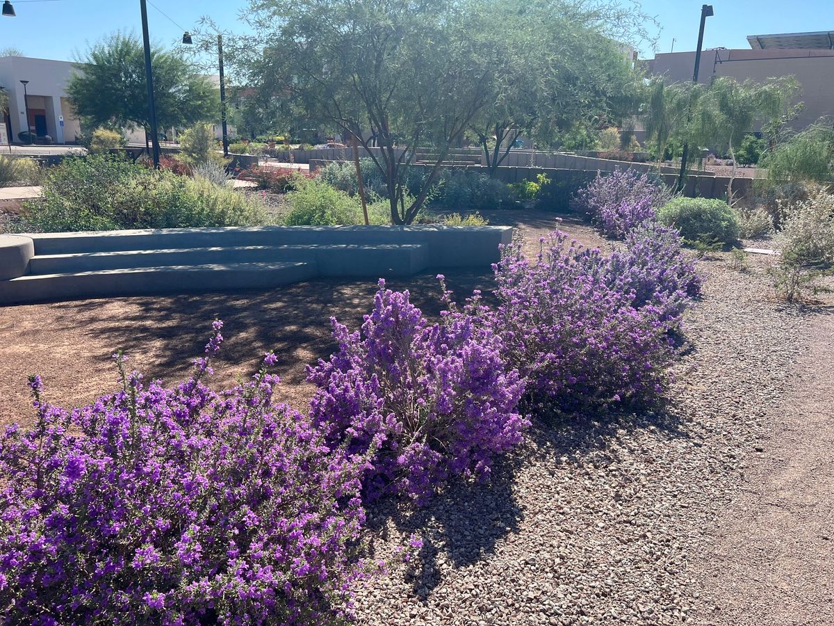 Xeriscape Garden Tour--Surprise Water Conservation Office