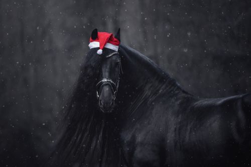 Open Christmas Dressage Competition - Winter League Qualifier