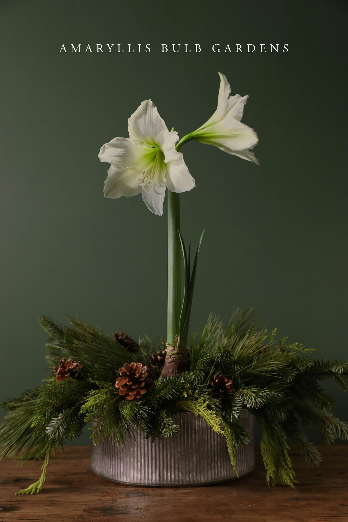 Amaryllis Bulb and Winter Greens Garden Workshop