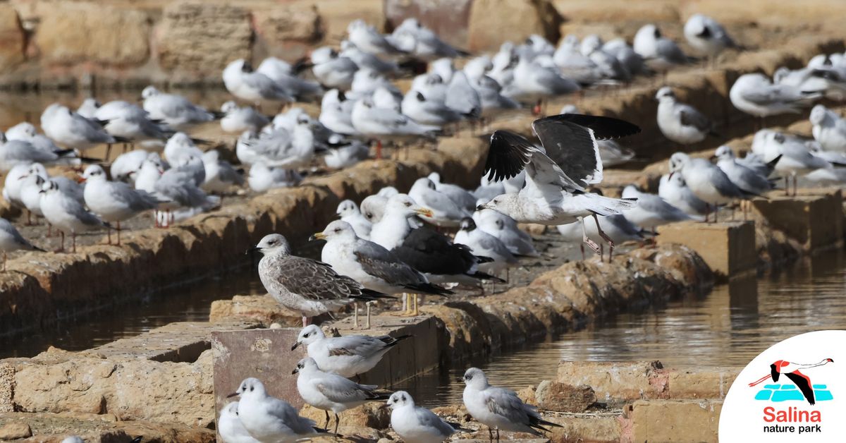 Gulls Day Out at Salina Nature Reserve 