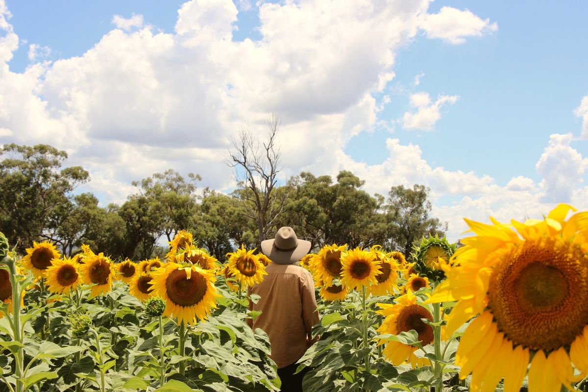 2025 Liverpool Plains Sunflower Trail