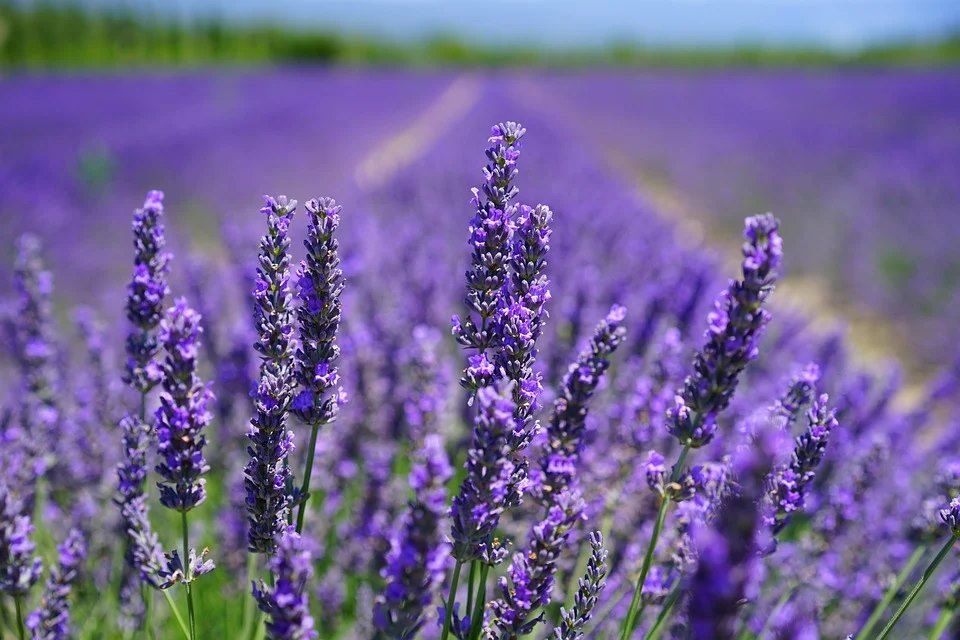 Lavendel der Allesk\u00f6nner