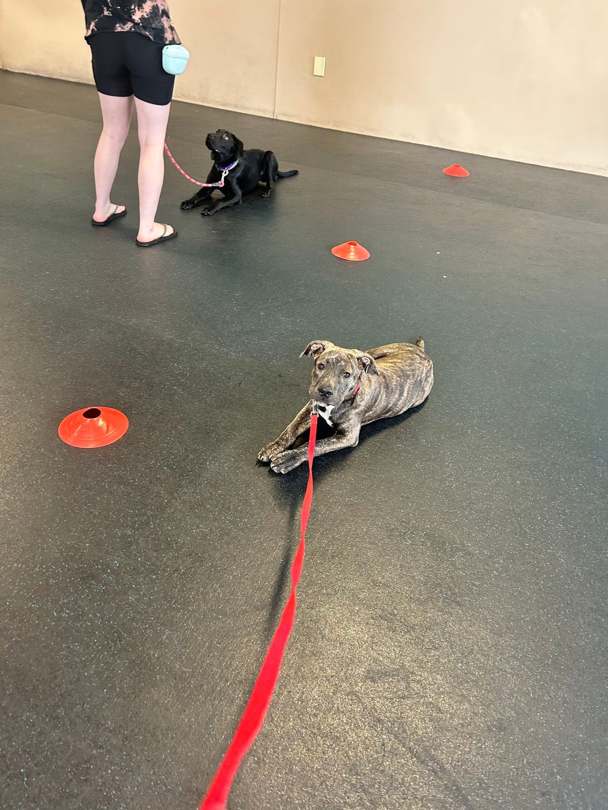 Puppy Pre K-9 class