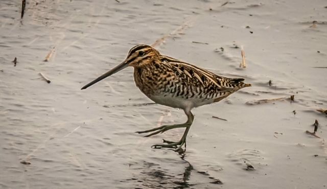 Monthly Walk - Wat Tyler Country Park