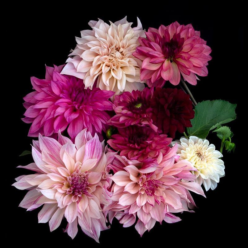 Rose Farm Garden Lunch + Learn: It's Dahlias Y'all