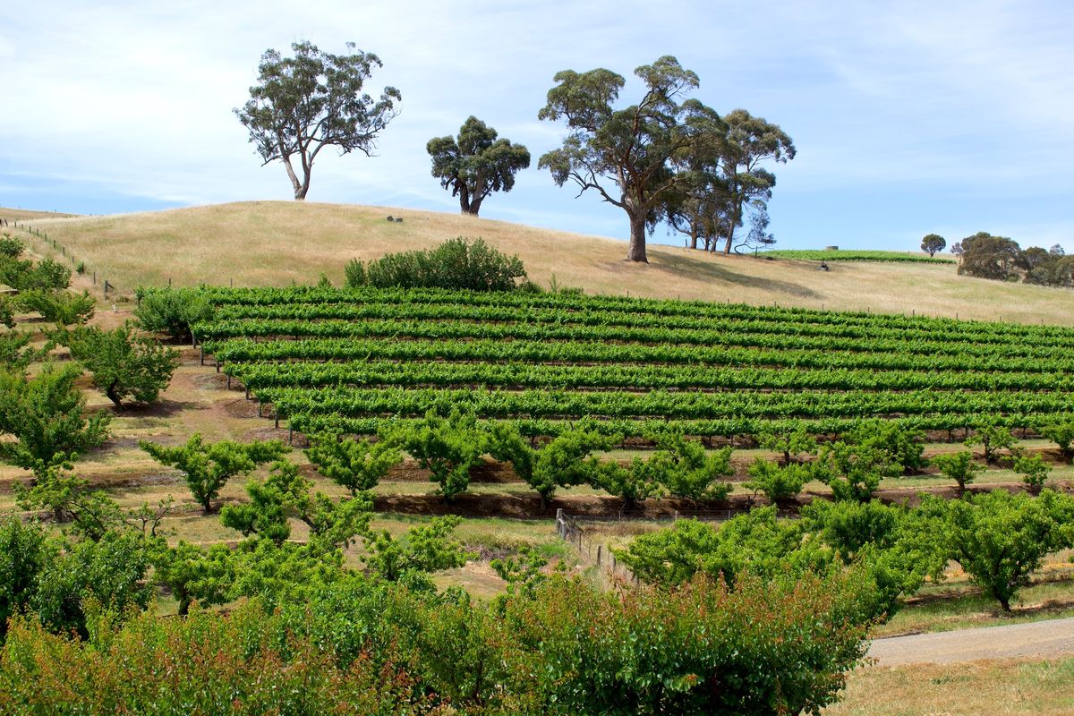 Barossa Vintage Festival - Orchard Experience: Tour & Taste 