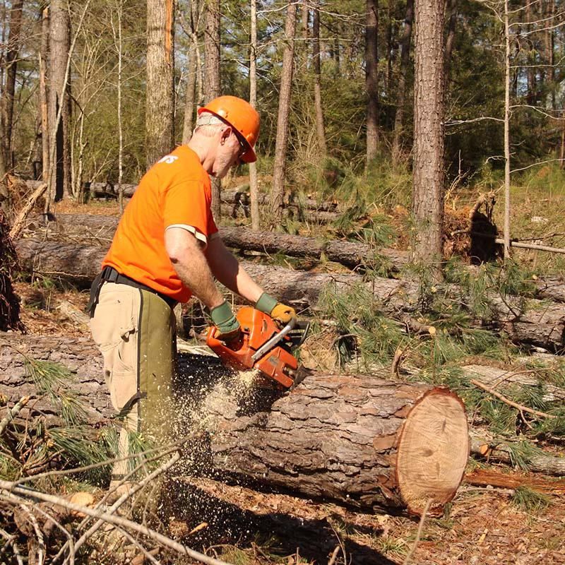 Chainsaw Safety Class