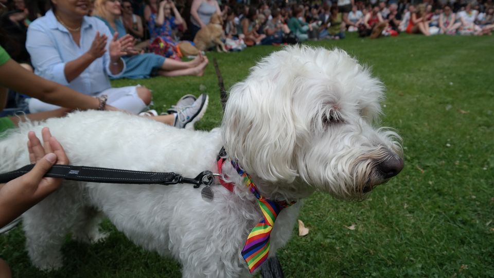 Bristol Pride Dog Show