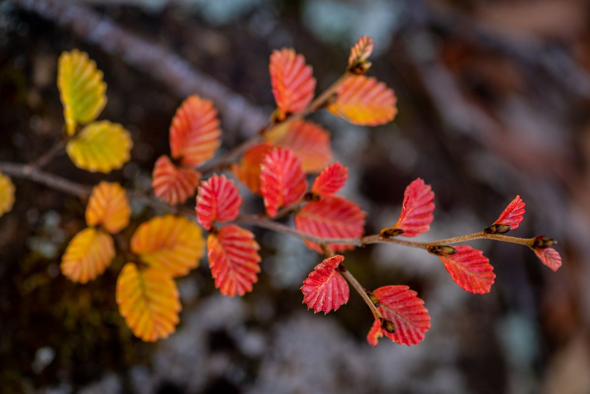 Mt Field Fagus & Fungi 3 day Photography Workshop