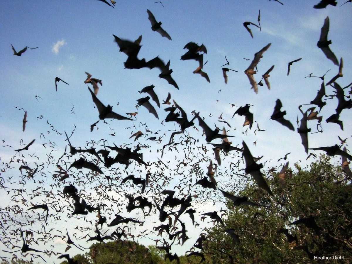 Acoustic Survey of Hoyt Park Bats
