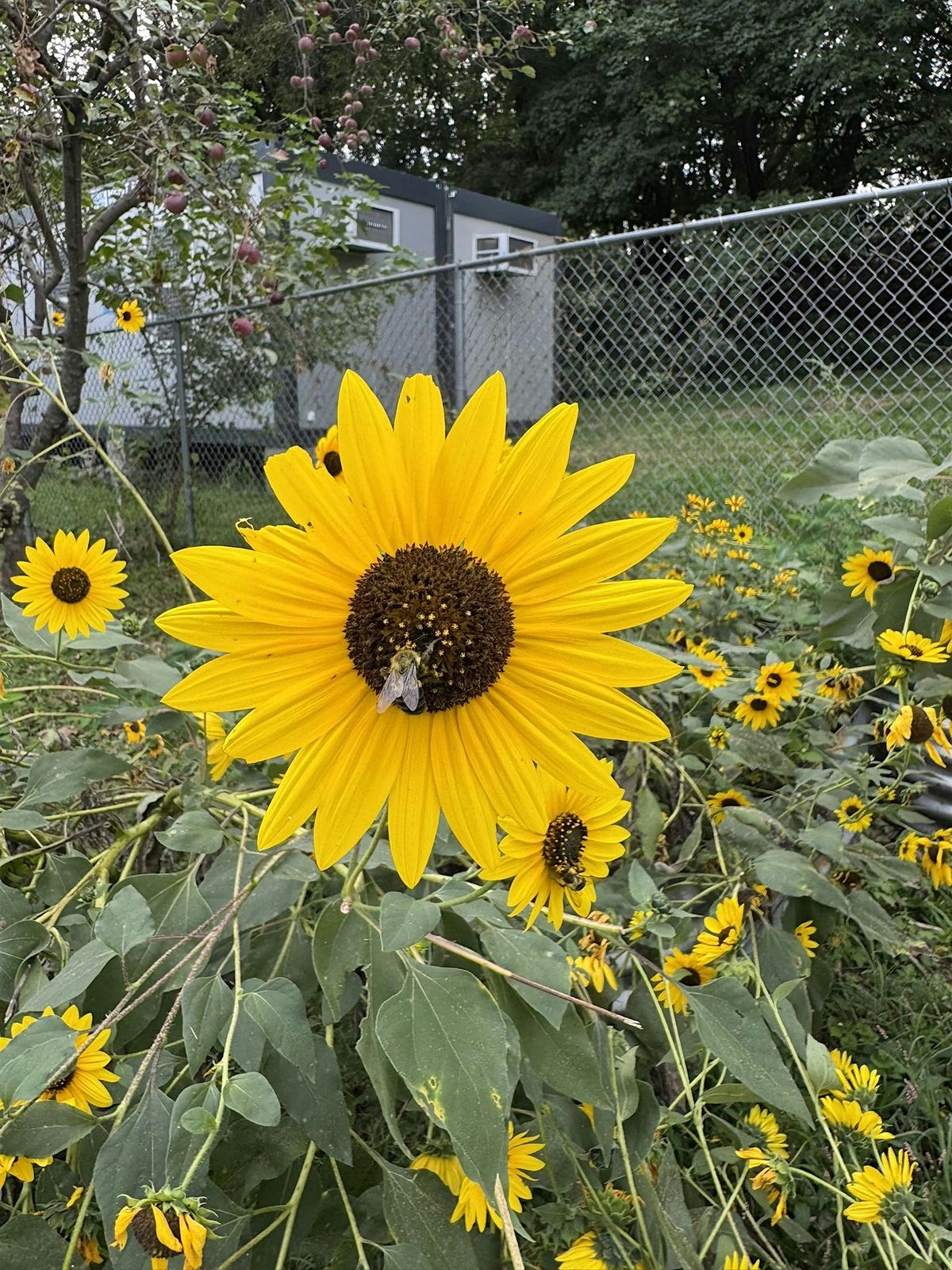 Community Volunteering: Putting the Farm to Bed!