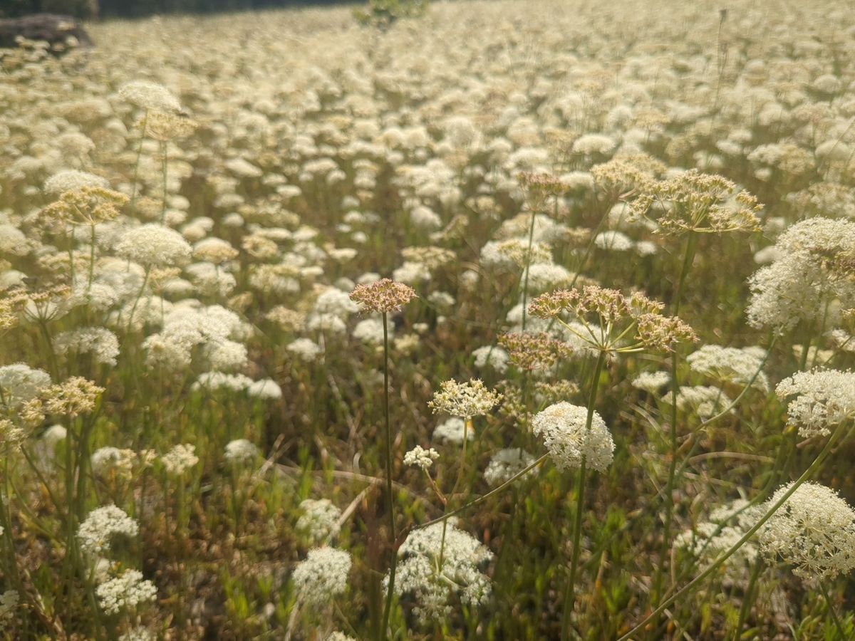 Edible and Medicinal Plants of the Sierra Nevada (Truckee Day 2)